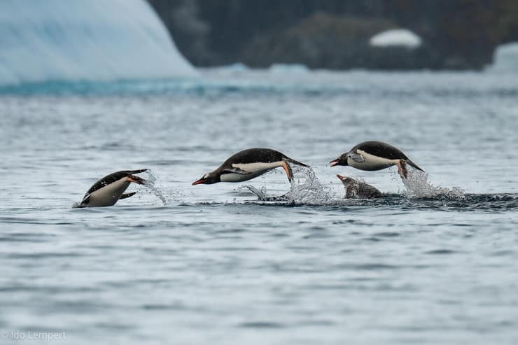 פינגווינים מסוג ג'נטו מפלחים את המים כמו טורפדו קטנים. הקטנים האלה מסוגלים להגיע ל-40 קמ״ש (צילום: עדו למפרט) פינגווינים מסוג ג'נטו מפלחים את המים כמו טורפדו קטנים. הקטנים האלה מסוגלים להגיע ל-40 קמ״ש