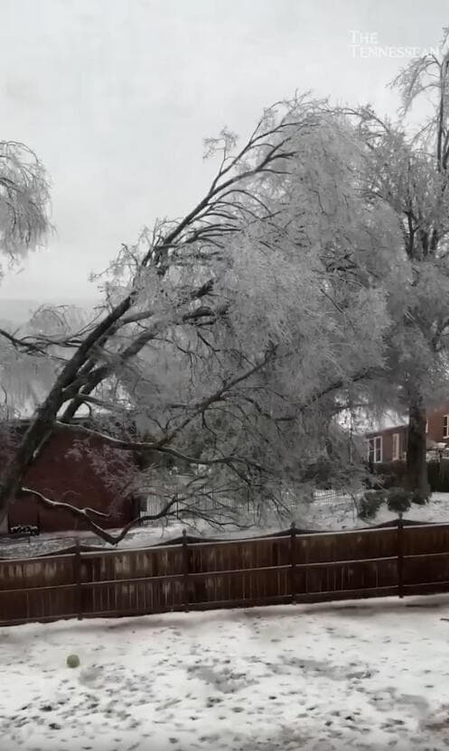 עץ שעומד לפני קריסה בגלל סדקי הכפור שנגרמו לו בגל הקור הקיצוני שפוקד את ארצות הברית (צילום: מהרשתות החברתיות) עץ שעומד לפני קריסה בגלל סדקי הכפור שנגרמו לו בגל הקור הקיצוני שפוקד את ארצות הברית