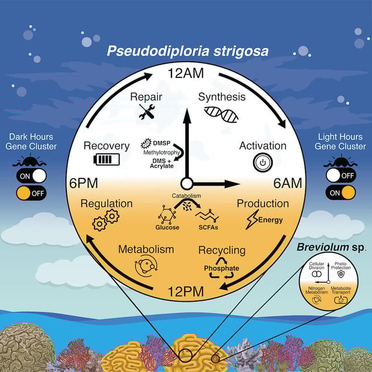 המחשת תהליך הערות והשינה של אלמוג המוח Pseudodiploria strigosa, לרבות מה שמתרחש בכל שלב