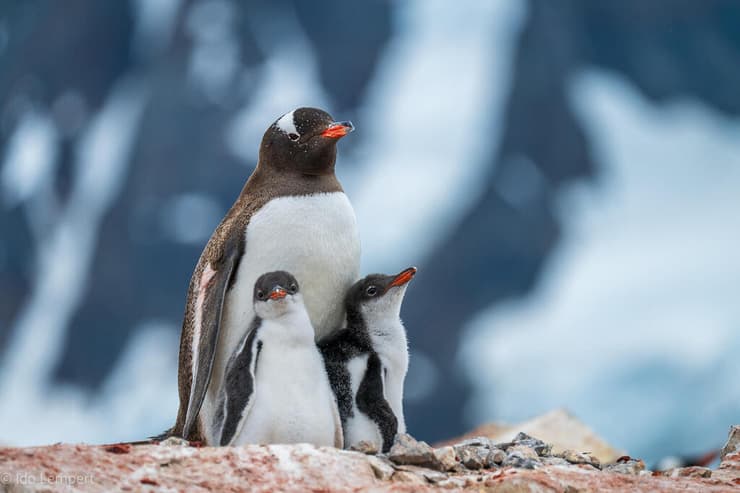 אמא פינגווינית גאה בשני צאצאיה. בקרוב יוכלו לצאת ברשות עצמם לעולם הגדול (צילום: עדו למפרט) אמא פינגווינית גאה בשני צאצאיה. בקרוב יוכלו לצאת ברשות עצמם לעולם הגדול