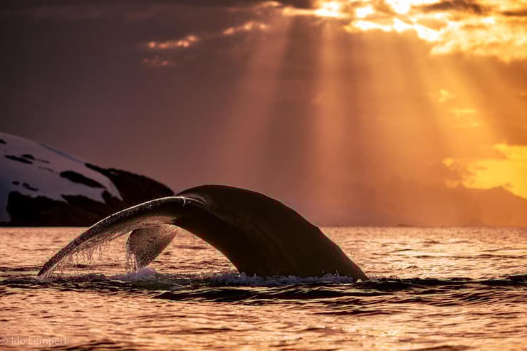 לווייתן גדול סנפיר מניף את זנבו האדיר בצלילה בשעת שקיעה (צילום: עדו למפרט) לווייתן גדול סנפיר מניף את זנבו האדיר בצלילה בשעת שקיעה