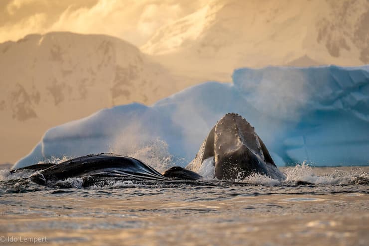 זוג לווייתנים בציד מתואם. היצורים הענקיים הללו ניזונים מסרטנים זעירים שהם מסננים דרך רשת צפופה של מזיפות (צילום: עדו למפרט) זוג לווייתנים בציד מתואם. היצורים הענקיים הללו ניזונים מסרטנים זעירים שהם מסננים דרך רשת צפופה של מזיפות