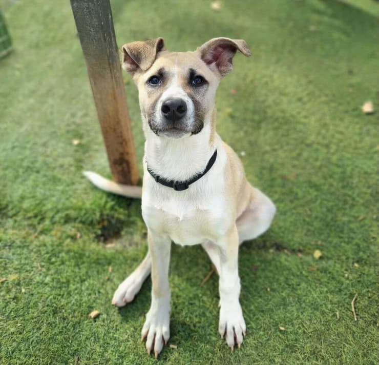 מונה (צילום: עמותת חבר לי) מונה