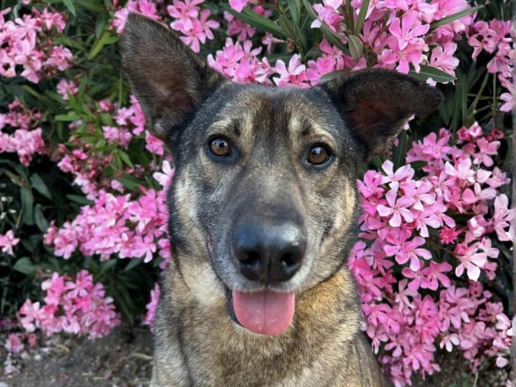 קובי (צילום: דניאל קובה) קובי