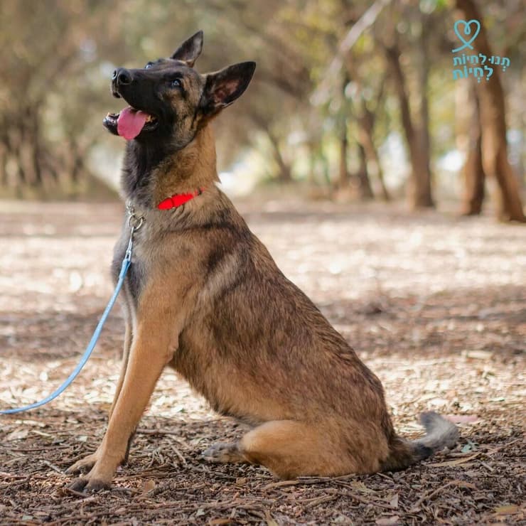 עדן (צילום: תנו לחיות לחיות) עדן