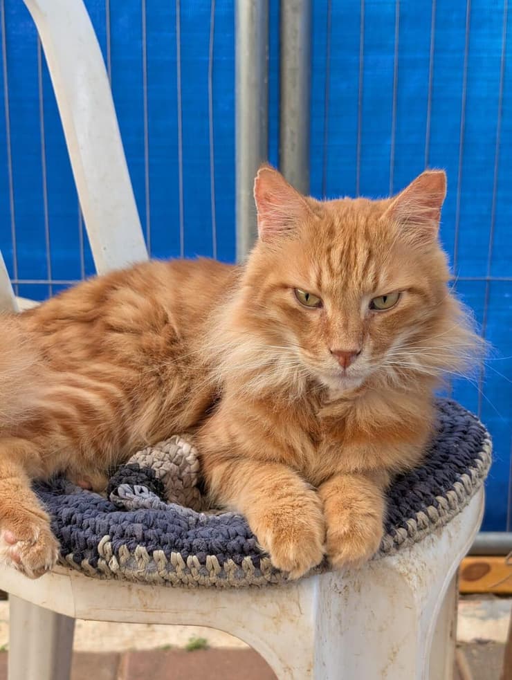 סול (צילום: ראשון אוהבת חיות) סול