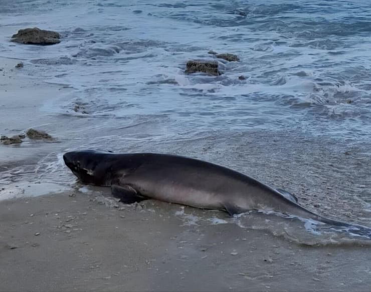 כריש שש-זים אפור בחוף שושנת העמקים בנתניה