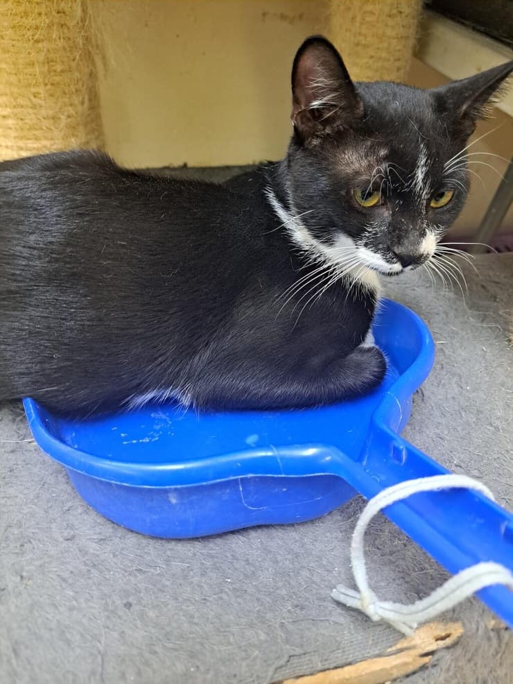 ג'ינו (צילום: כפר סבא ורעננה אוהבות חיות) ג'ינו