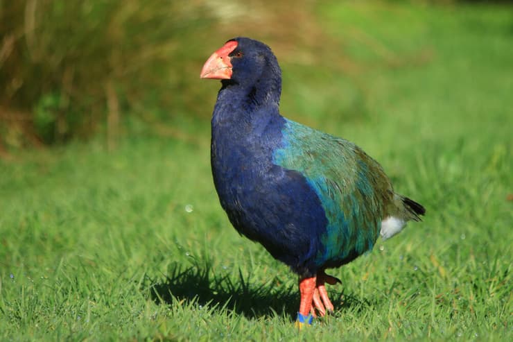 טאקאהה, עוף נדיר וחסר יכולת תעופה, האנדמי לניו זילנד