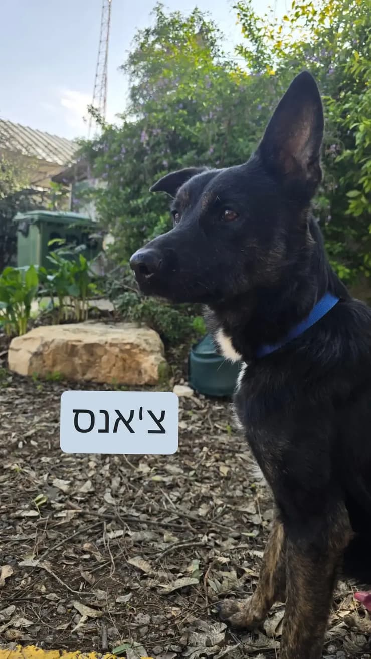 צילום: כלביית הגלבוע מילקי