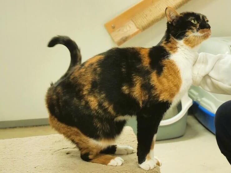 מידנייט (צילום: תנו לחיות לחיות) מידנייט