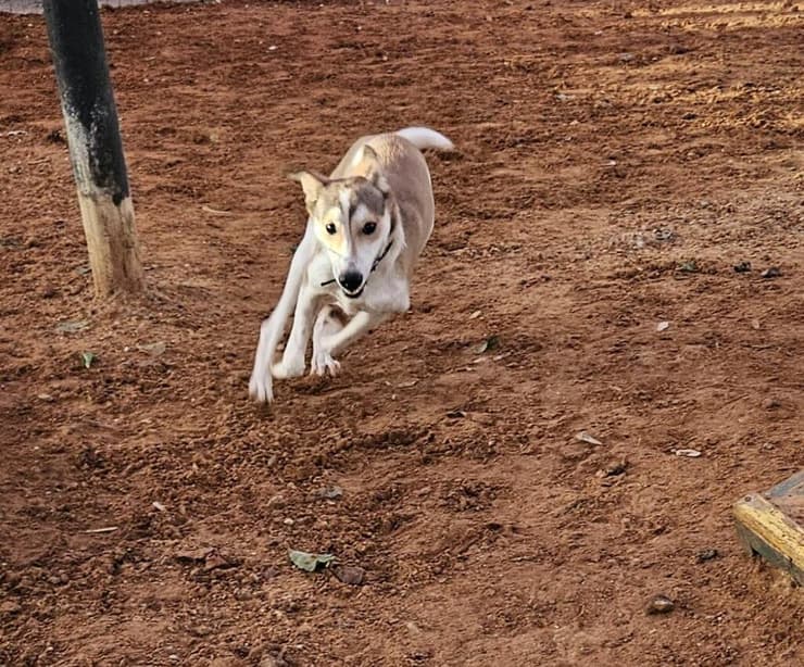 מילקי (צילום: שירות וטרינרי ראשון לציון) מילקי