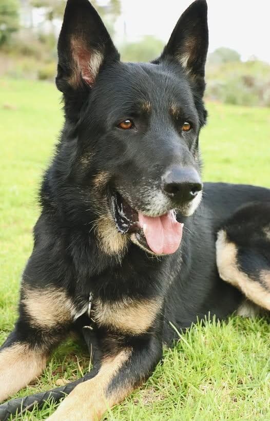 רוי (צילום: בשביל בעלי החיים) רוי