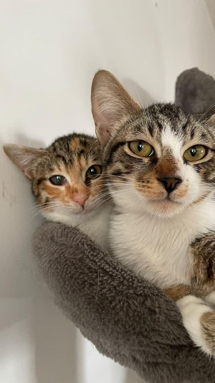 לוסי וארתור (צילום: עמותת כפר החתולים) לוסי וארתור