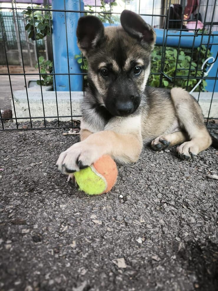 פיטר (צילום: שירות וטרינרי ראשון לציון) פיטר