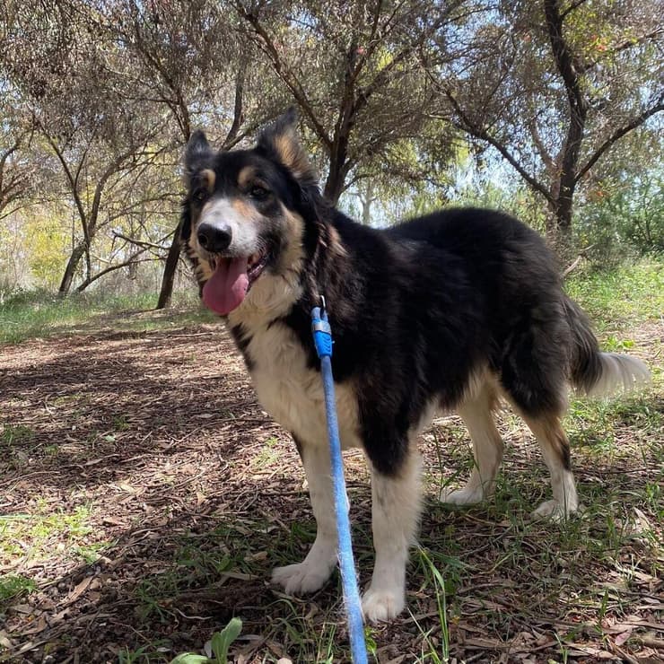 ברי (צילום: תנו לחיות לחיות) ברי