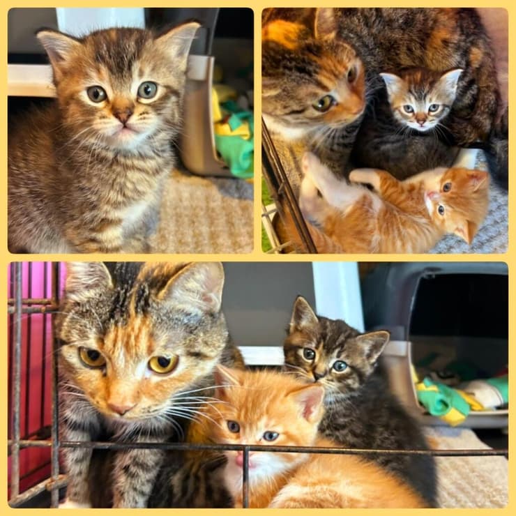 קימי, ג'וי, פו ואלי (צילום: עמותת להתחיל מחדש) קימי, ג'וי, פו ואלי