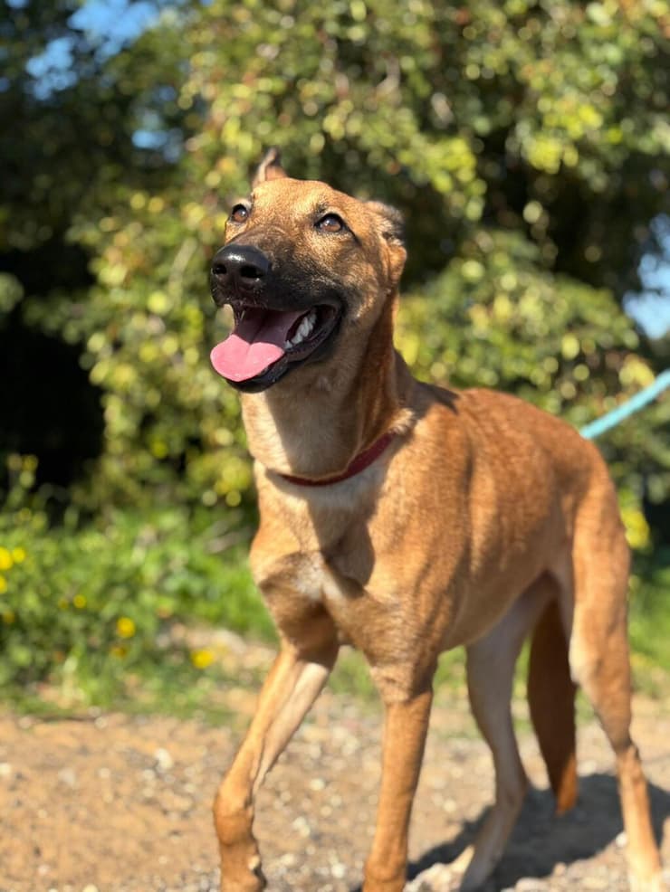 סקובי (צילום: כלבייה עירונית אשדוד) סקובי