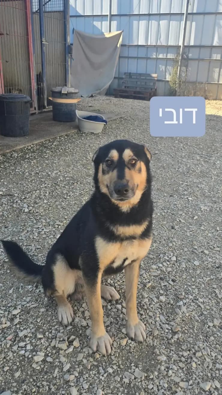 דובי (צילום: כלביית הגלבוע) מילקי