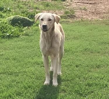 אדווה (צילום: עמותת חבר למען הכלבים) אדווה