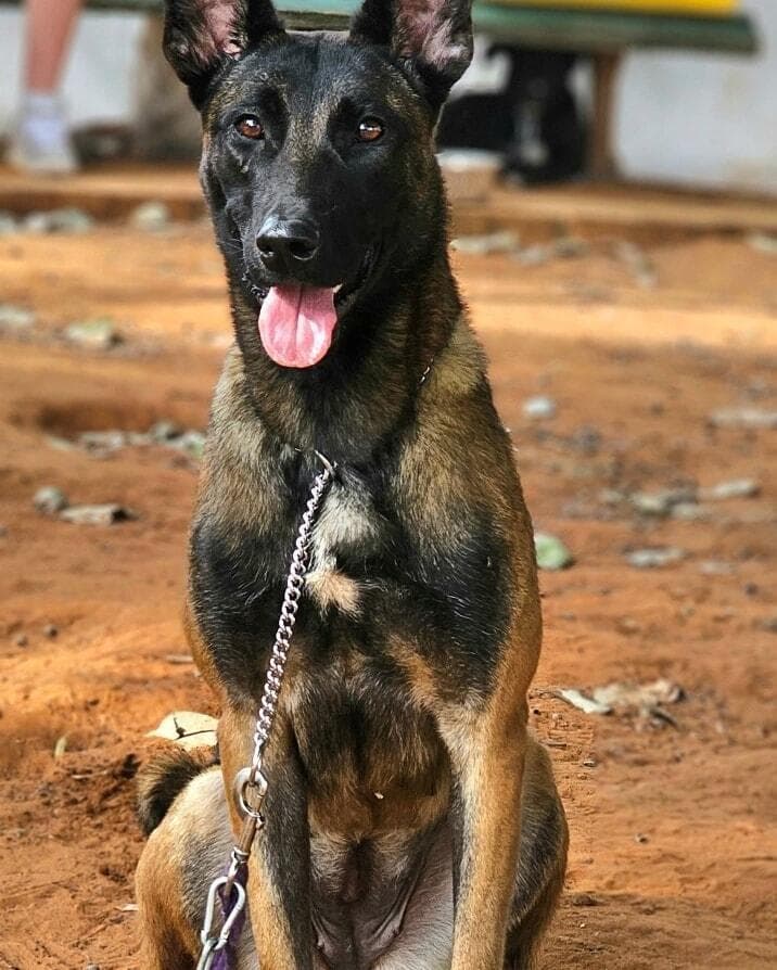 קיילי (צילום: בשביל בעלי החיים) קיילי