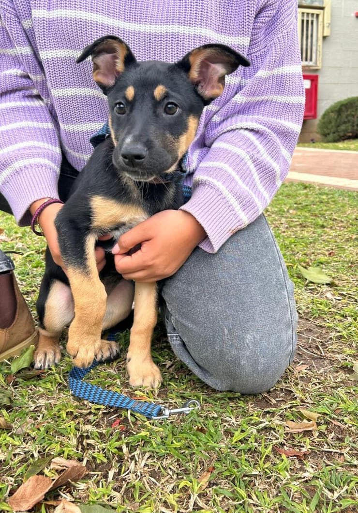 מימי (צילום: שירות וטרינרי ראשון לציון) מימי