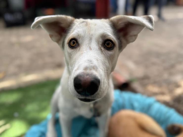 סול (צילום: עמותת S.O.S חיות) סול