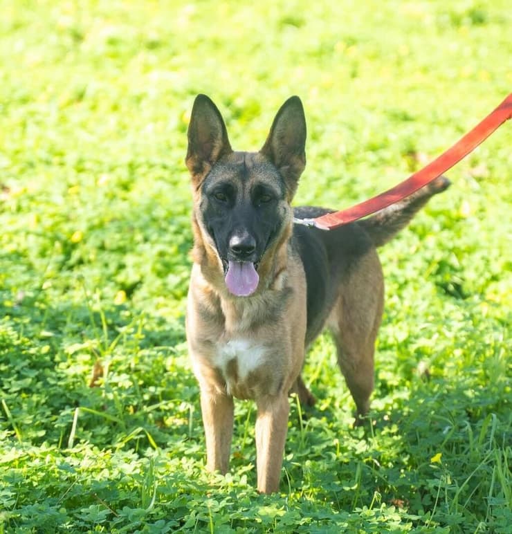 סתיו (צילום: עמותת חבר למען הכלבים) סתיו