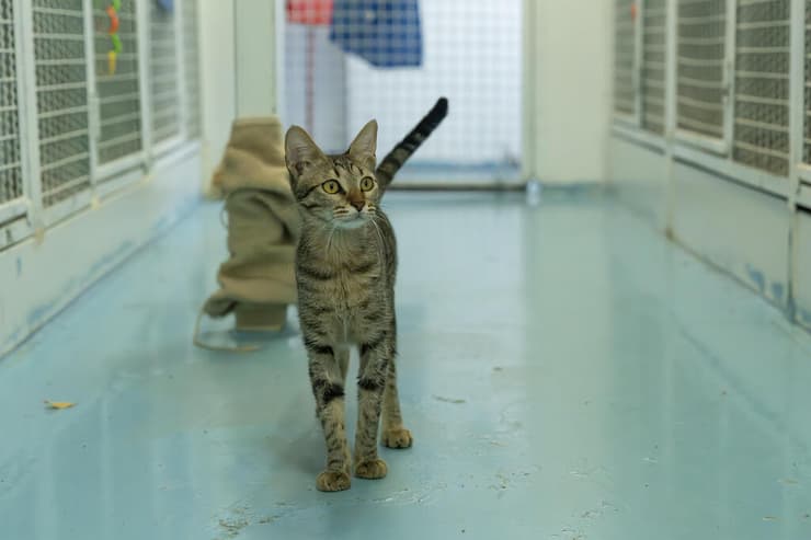 ליבי ( צילום: רבקה מזרחי) ליבי