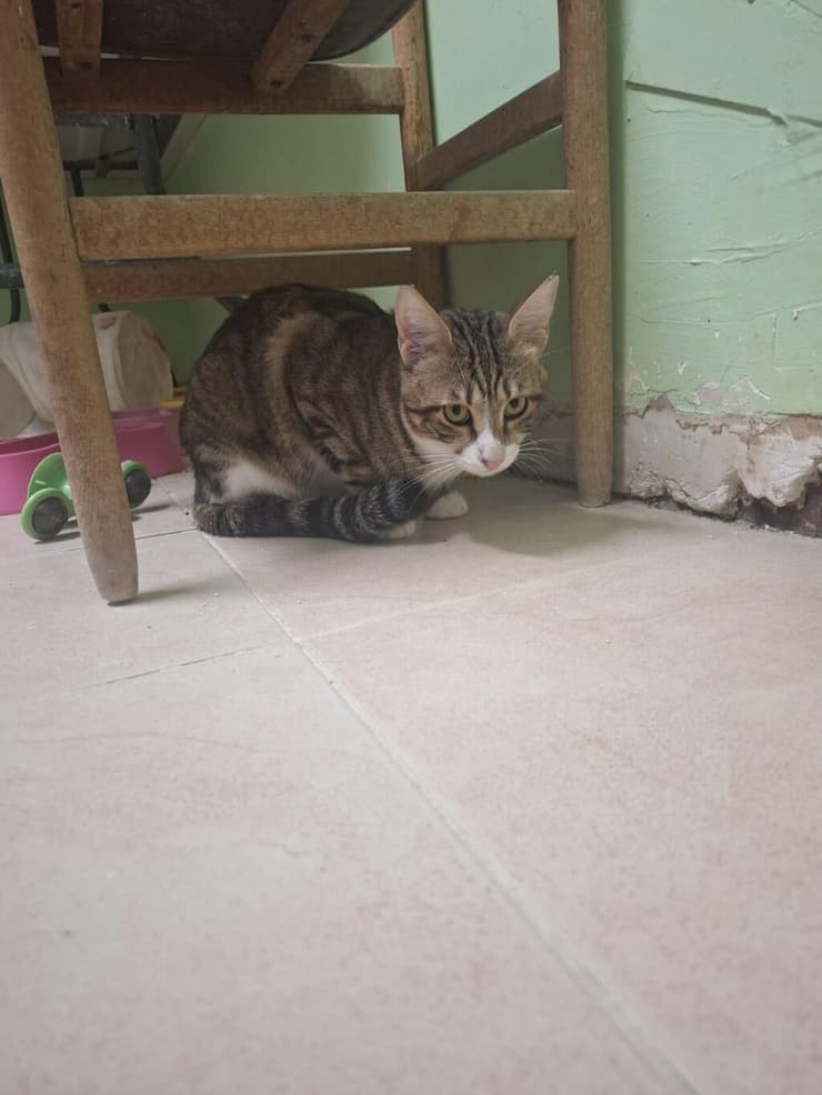 ספי (צילום: כפר סבא ורעננה אוהבות חיות) ספי