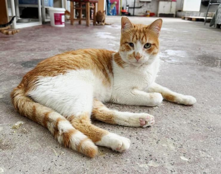 גולדי (צילום: עמותת כפר החתולים) גולדי