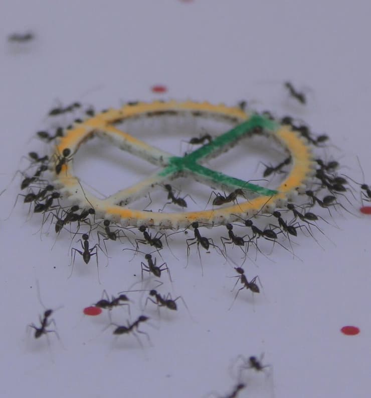 נמלים אצניות בניסוי (צילום: ד"ר אודי פוניו) נמלים אצניות בניסוי