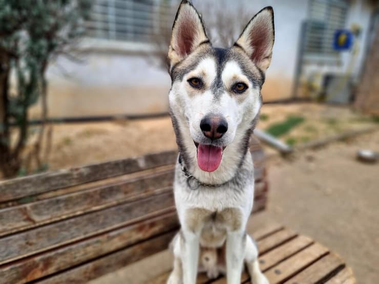 מיילו (צילום: עמותת חבר לי) מיילו