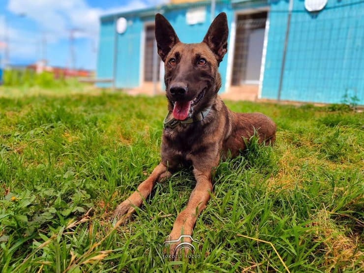 דורי (צילום: ירדן משה) דורי