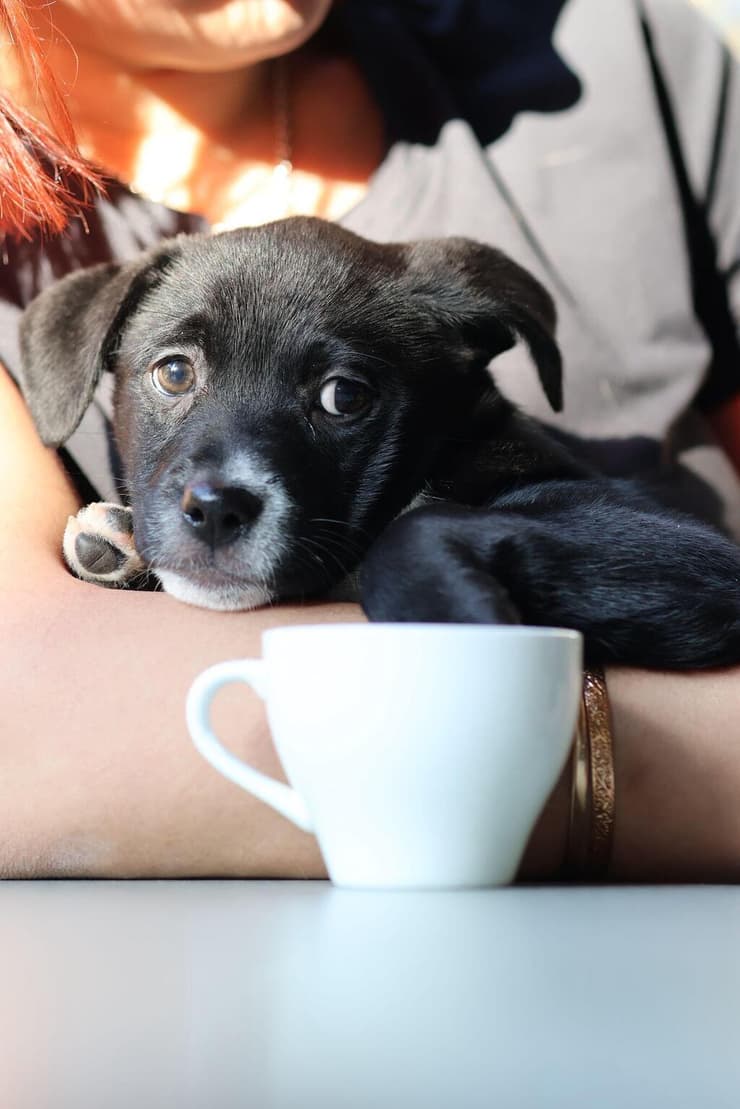 נוצ'ה (צילום: עדן סבח) נוצ'ה