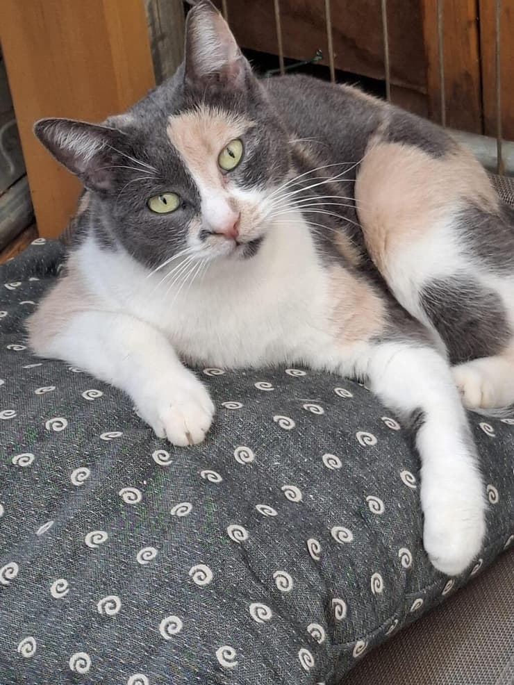 גרדה (צילום: ראשון אוהבת חיות) גרדה