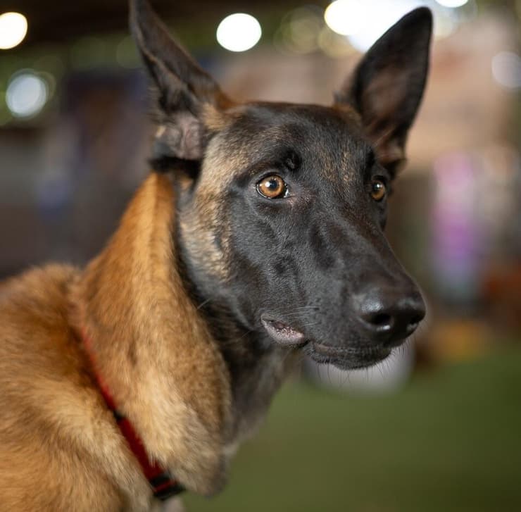 טאקי (צילום: עמותת S.O.S חיות) טאקי