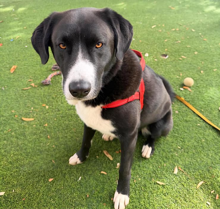 ג'וי (צילום: עמותת חבר לי) ג'וי