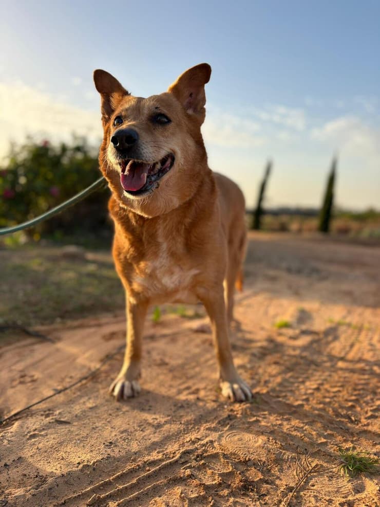ג'ני (צילום: הדר פרקש) ג'ני