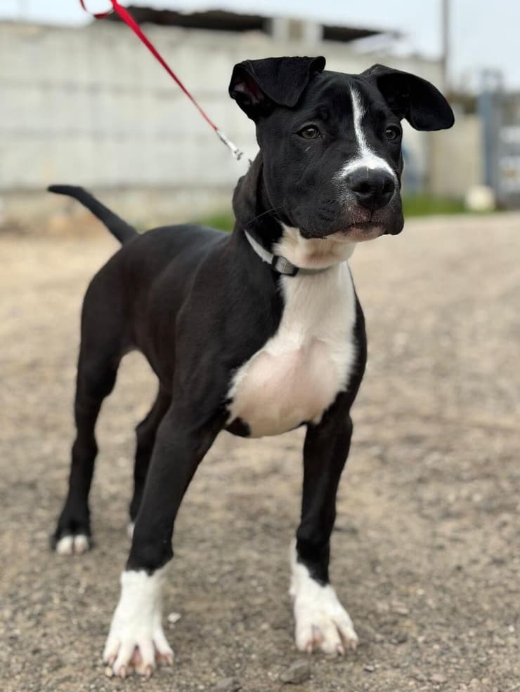 תופי (צילום: כלבייה עירונית אשדוד) תופי