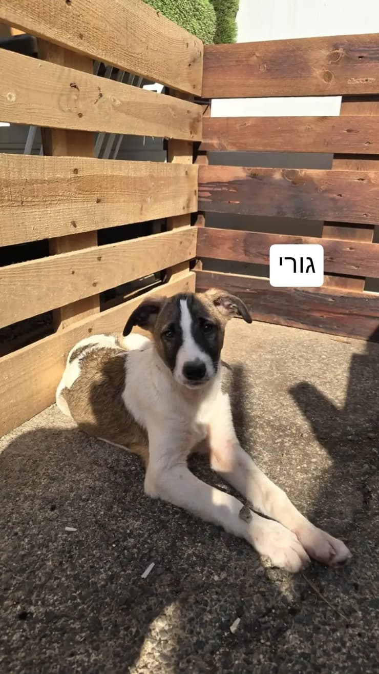 מילקי (צילום: כלביית הגלבוע) מילקי