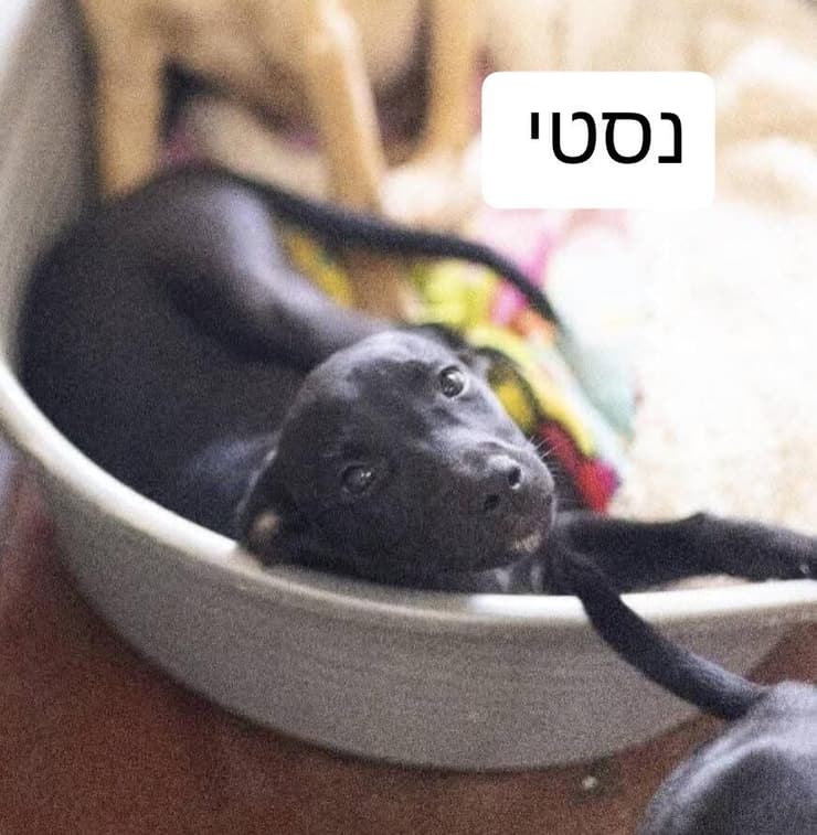 נסטי (צילום: כלביית הגלבוע) מילקי