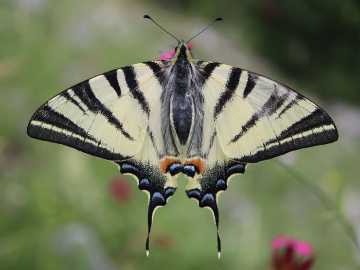 סנוניתן הוורדיים