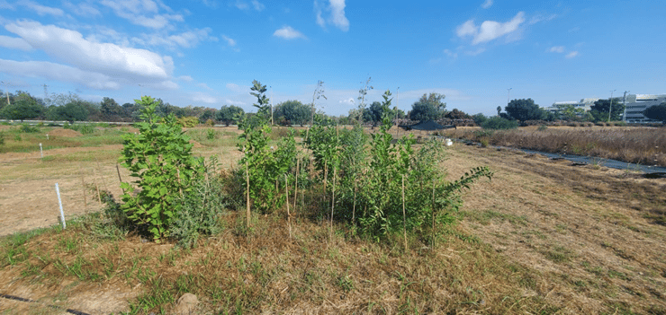 עצים בשטח של שתי חניות במסגרת הניסוי (צילום: יקיר פרייזלר) עצים בשטח של שתי חניות במסגרת הניסוי