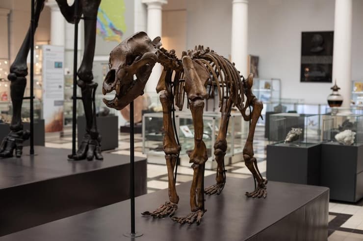 שרידי שלד של דוב מערות, מין שנכחד מן העולם (צילום: Nita Yuko/Shutterstock) שרידי שלד של דוב מערות, מין שנכחד מן העולם