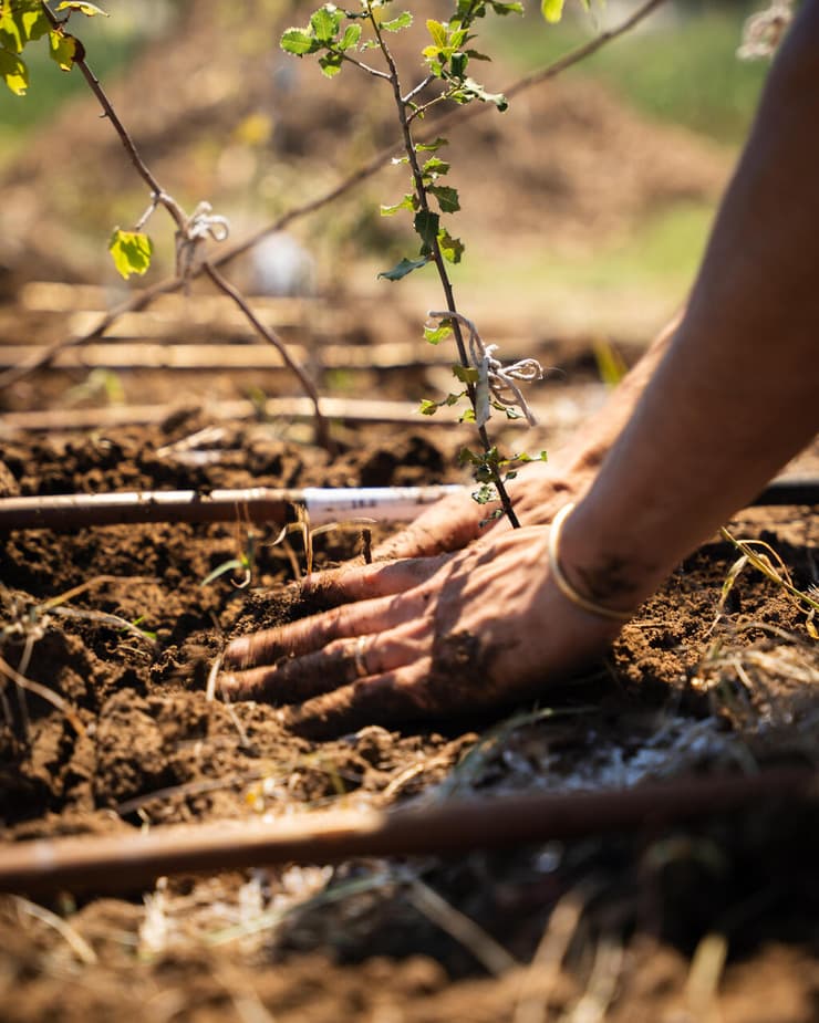 שותלים עצים במסגרת המחקר (צילום: הראל עציון) שותלים עצים במסגרת המחקר