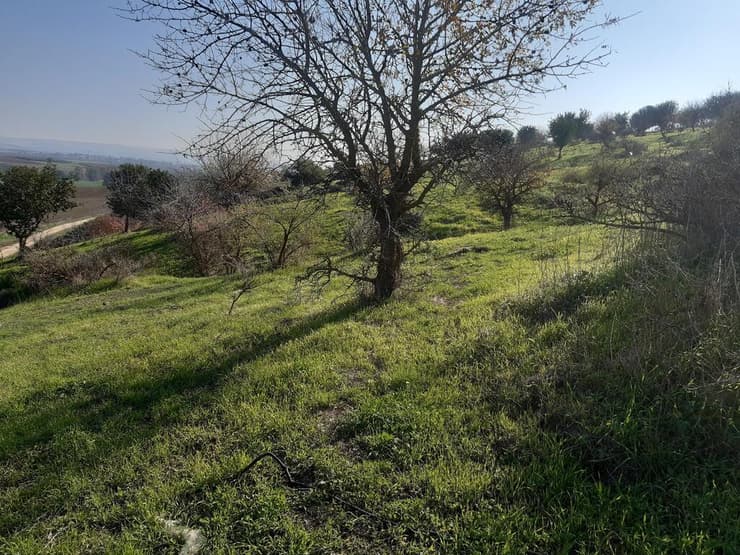 שטח עם עצים