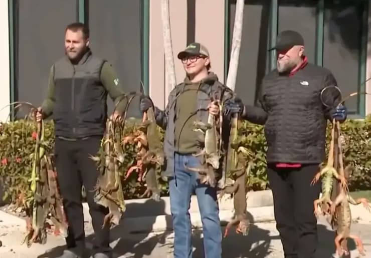 נציגי ועדת שימור הדגה וחיות הבר של פלורידה עם איגואנות שנאספו ברחבי המדינה, לאחר שנפלו מהעצים