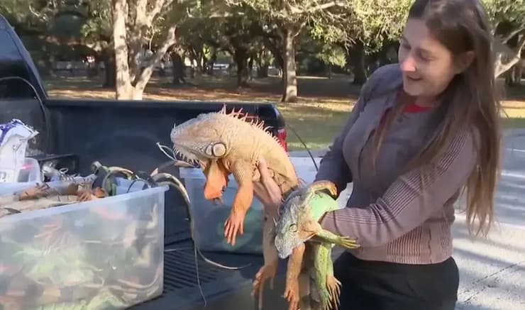 ג'סיקה קילגור אוחזת באיגואנות שנפלו מהעצים בגלל גל הקור הקיצוני שפוקד את פלורידה