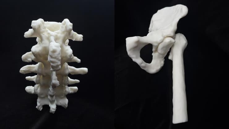 דגמי מודפסים  תלת-ממדיים של עמוד השדרה של כוהן הדת המצרי נס-מין (משמאל) ושל מפרק הירך של כוהן הדת המצרי נס-חור